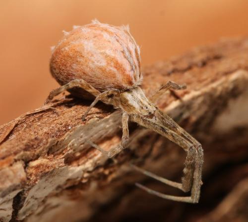 Uloborus walckenaerius